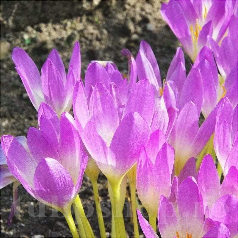 Branduse-de-Toamna-Colchicum-Cilicicum-1-Bucata-5 - Pepiniera României