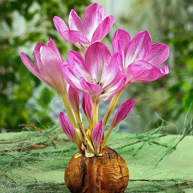 Branduse-de-Toamna-Colchicum-Gigant-1-Bucata-9 - Pepiniera României