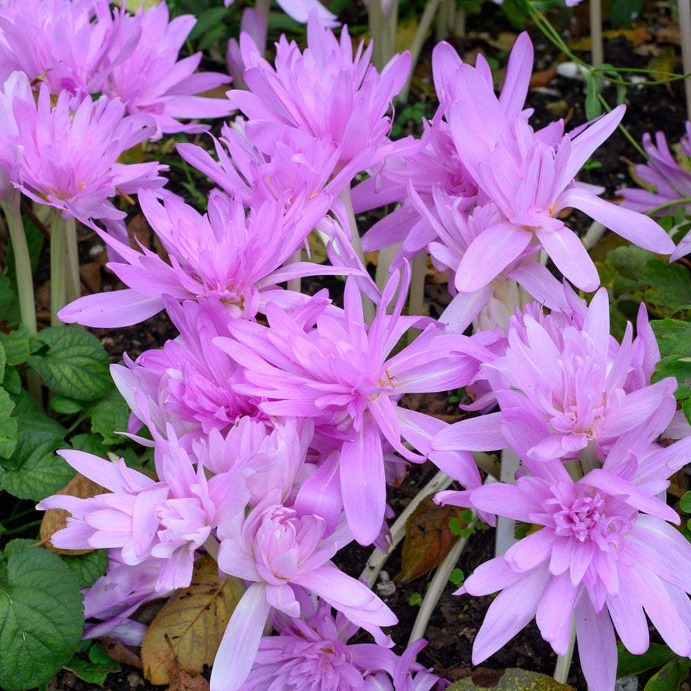 Branduse-de-Toamna-Colchicum-Waterlily-1-Bucata-4 - Pepiniera României