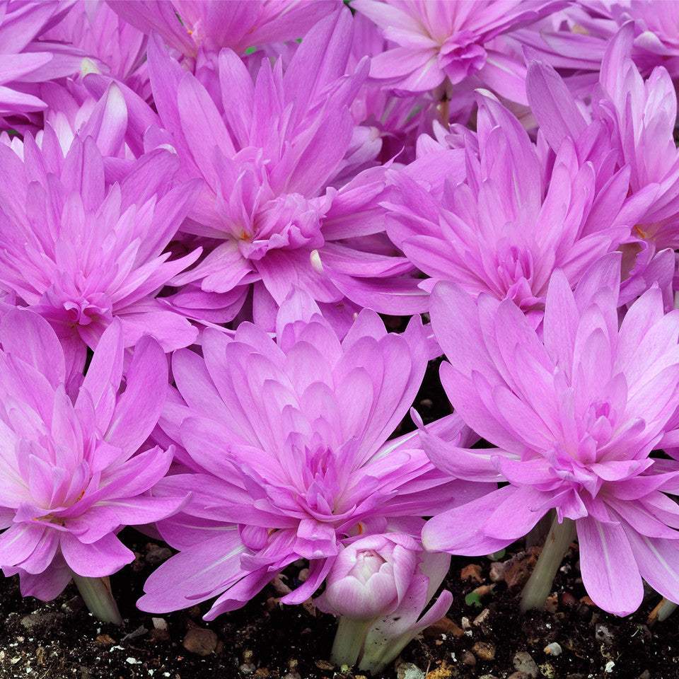 Branduse-de-Toamna-Colchicum-Waterlily-1-Bucata-5 - Pepiniera României