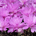 Branduse-de-Toamna-Colchicum-Waterlily-1-Bucata-5 - Pepiniera României