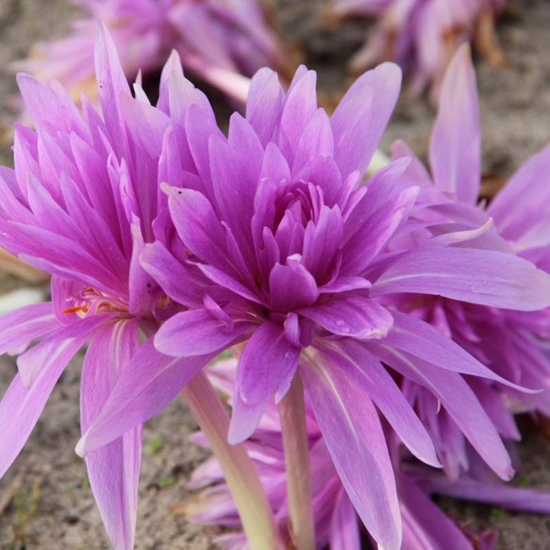 Branduse-de-Toamna-Colchicum-Waterlily-1-Bucata-9 - Pepiniera României