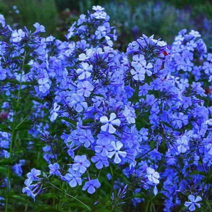 Флокс Blue Boy синие цветы на клумбе, садовые многолетники для дачи