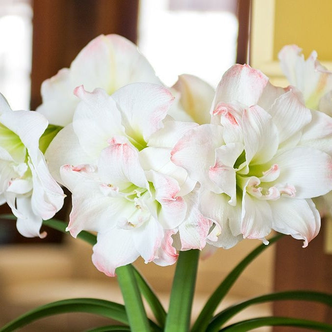 Bulbi de Amaryllis "Amadeus Candy", 1 Bucata