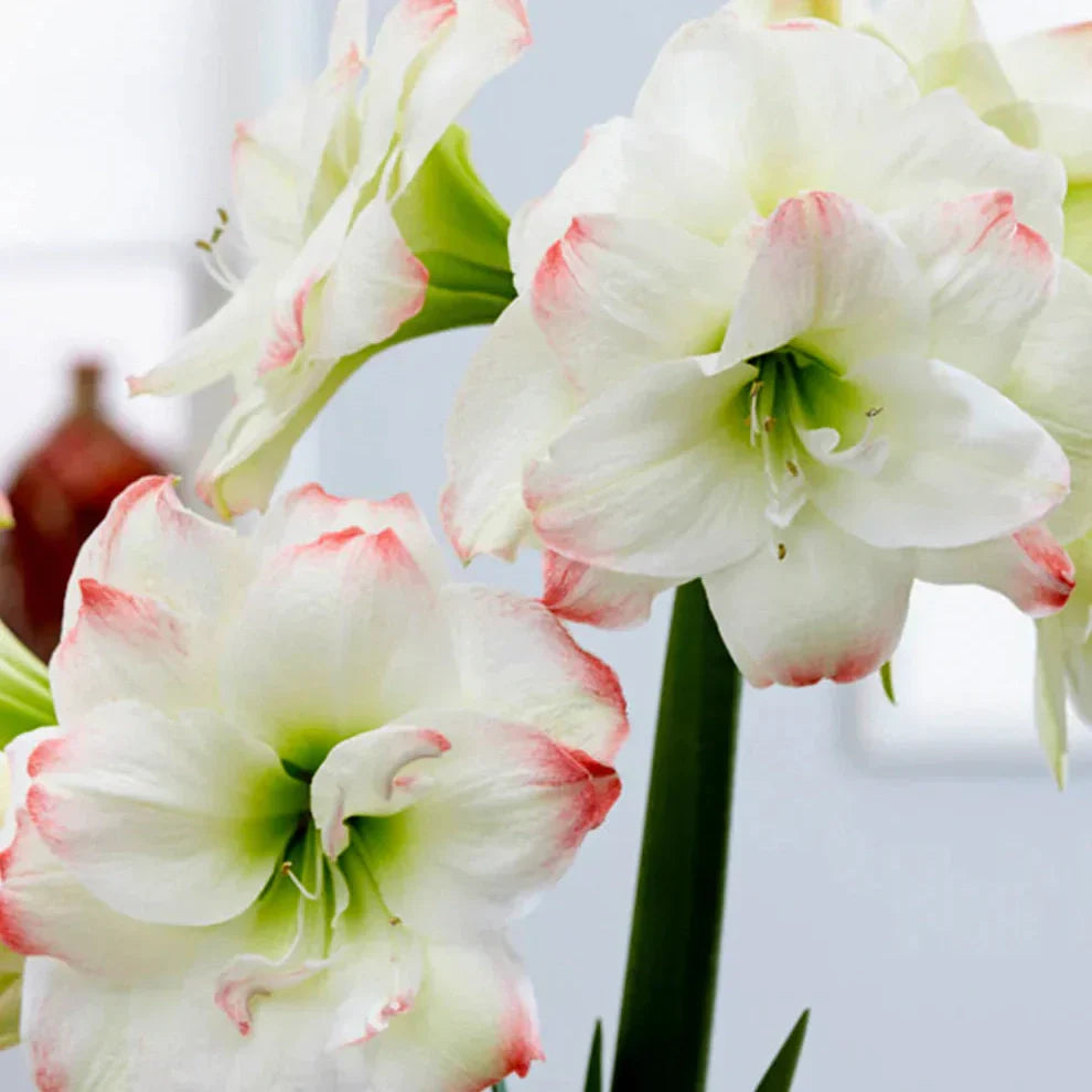 Bulbi de Amaryllis "Amadeus Candy", 1 Bucata