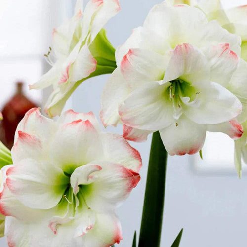 Bulbi-de-Amaryllis-Amadeus-Candy-1-Bucata-0 - Pepiniera României