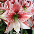 Bulbi-de-Amaryllis-Ambiance-1-Bucata-1 - Pepiniera României