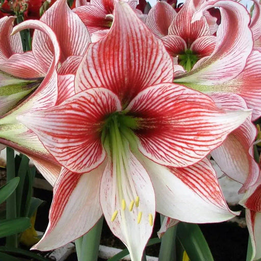 Bulbi de Amaryllis "Ambiance", 1 Bucata