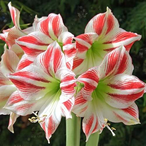 Bulbi-de-Amaryllis-Ambiance-1-Bucata-3 - Pepiniera României