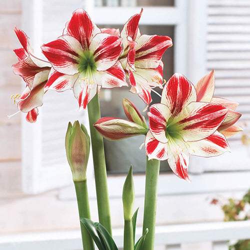 Bulbi-de-Amaryllis-Ambiance-1-Bucata-5 - Pepiniera României