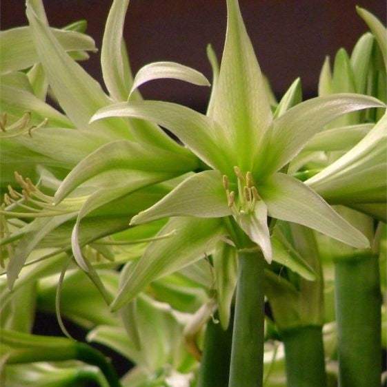 Bulbi-de-Amaryllis-Evergreen-1-Bucata-14 - Pepiniera României