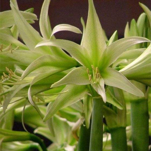 Bulbi-de-Amaryllis-Evergreen-1-Bucata-14 - Pepiniera României