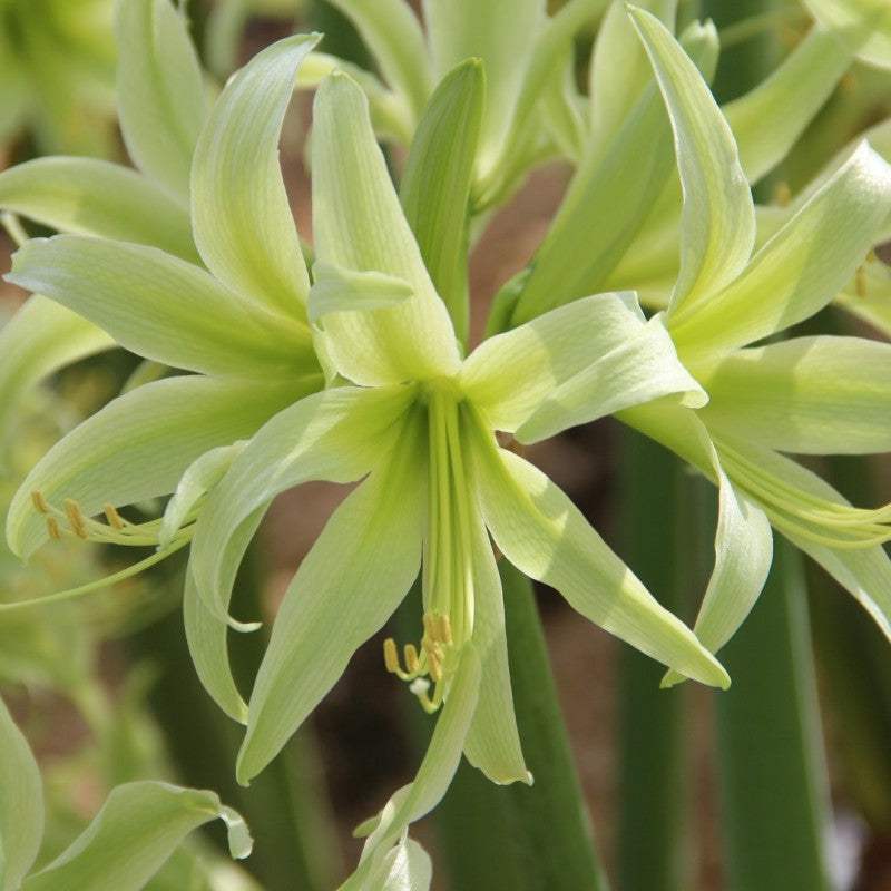 Bulbi-de-Amaryllis-Evergreen-1-Bucata-4 - Pepiniera României