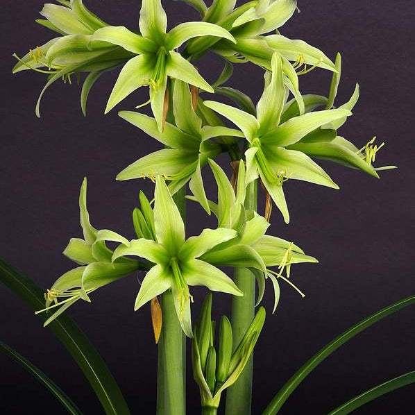 Bulbi-de-Amaryllis-Evergreen-1-Bucata-9 - Pepiniera României