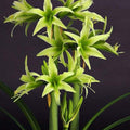 Bulbi-de-Amaryllis-Evergreen-1-Bucata-9 - Pepiniera României