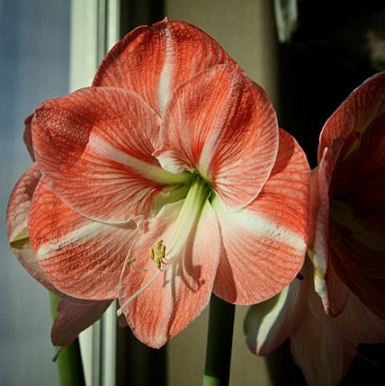 Bulbi de Amaryllis "Faro", 1 Bucata