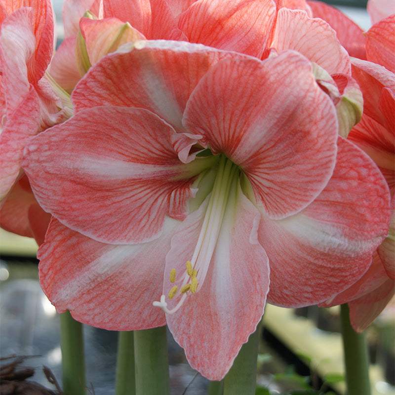 Bulbi-de-Amaryllis-Faro-1-Bucata-6 - Pepiniera României