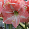 Bulbi-de-Amaryllis-Faro-1-Bucata-6 - Pepiniera României