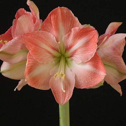 Bulbi-de-Amaryllis-Faro-1-Bucata-8 - Pepiniera României