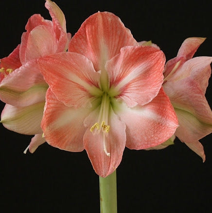 Bulbi de Amaryllis "Faro", 1 Bucata