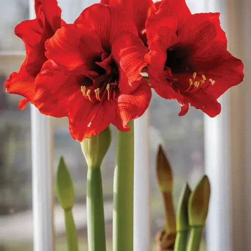 Bulbi de Amaryllis "Ferrari", 1 Bucata