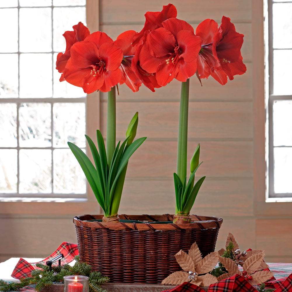 Bulbi-de-Amaryllis-Ferrari-1-Bucata-3 - Pepiniera României