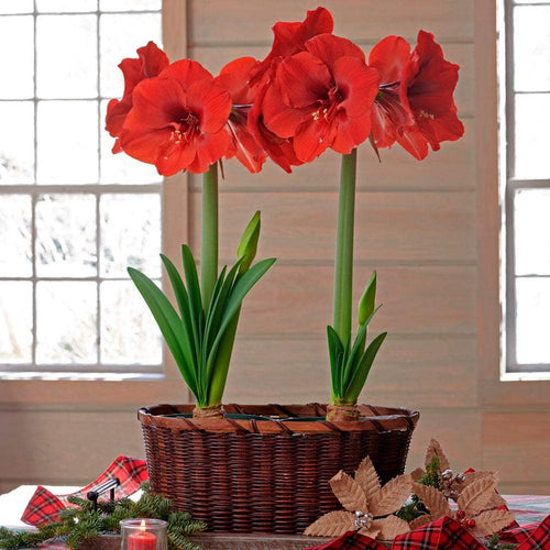 Bulbi-de-Amaryllis-Ferrari-1-Bucata-3 - Pepiniera României