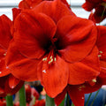 Bulbi-de-Amaryllis-Ferrari-1-Bucata-8 - Pepiniera României