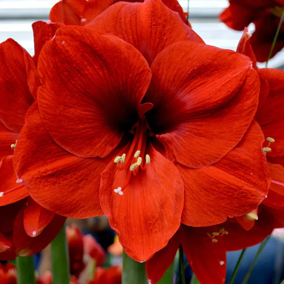 Bulbi de Amaryllis "Ferrari", 1 Bucata