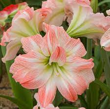 Bulbi-de-Amaryllis-Giant-Amadeus-1-Bucata-0 - Pepiniera României