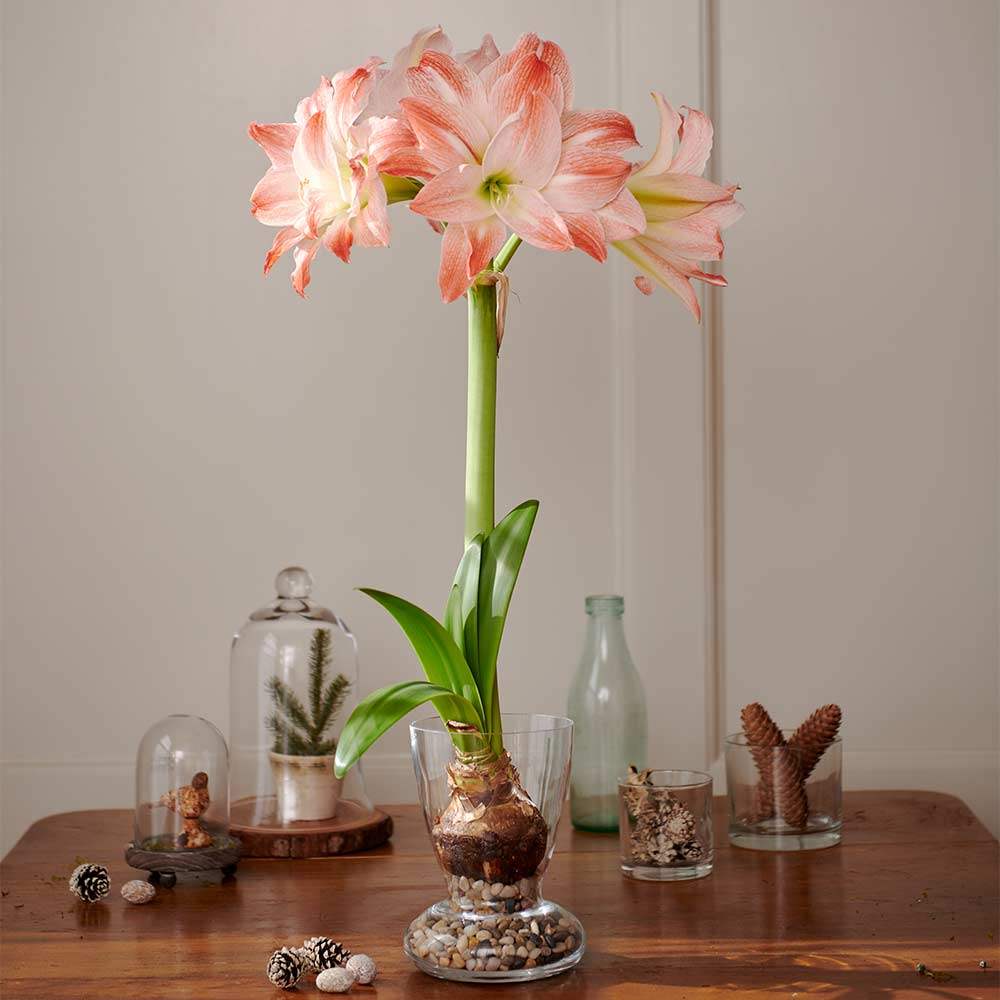 Bulbi-de-Amaryllis-Giant-Amadeus-1-Bucata-2 - Pepiniera României