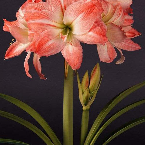 Bulbi-de-Amaryllis-Giant-Amadeus-1-Bucata-4 - Pepiniera României