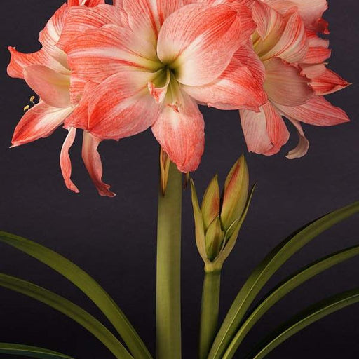 Bulbi de Amaryllis "Giant Amadeus", 1 Bucata