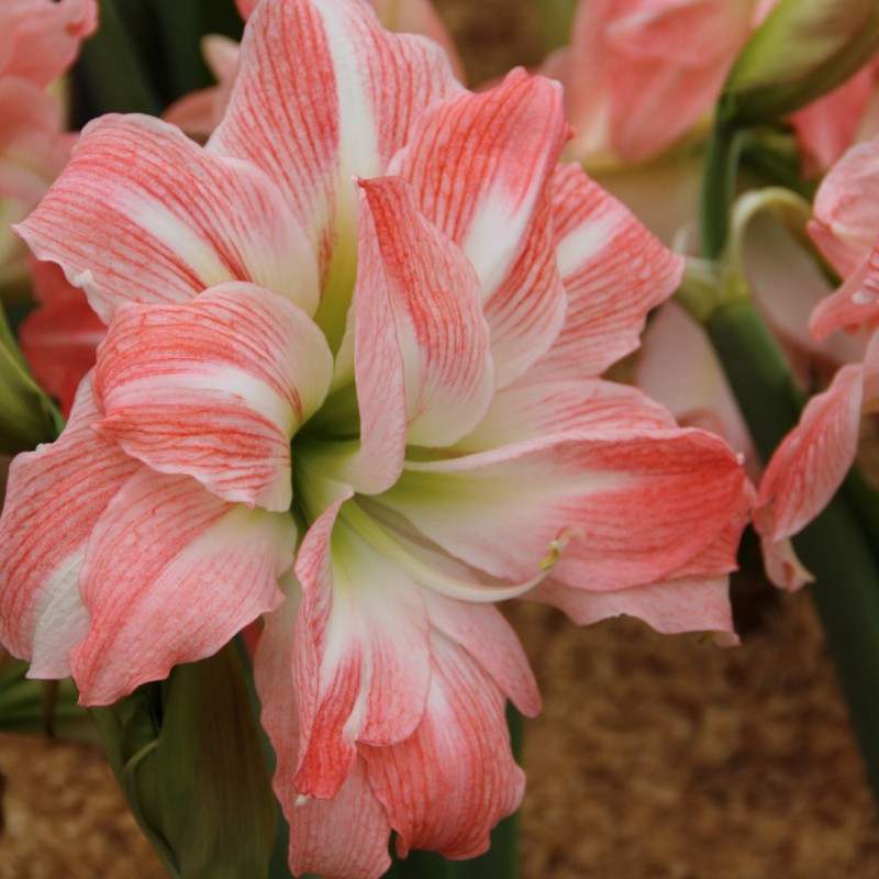 Bulbi-de-Amaryllis-Giant-Amadeus-1-Bucata-8 - Pepiniera României