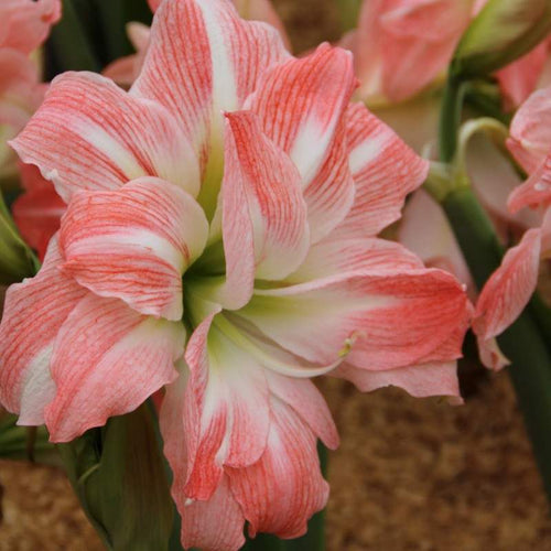 Bulbi-de-Amaryllis-Giant-Amadeus-1-Bucata-8 - Pepiniera României