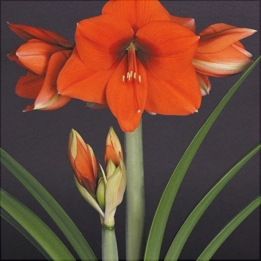 Bulbi de Amaryllis "Happy Garden", 1 Bucata