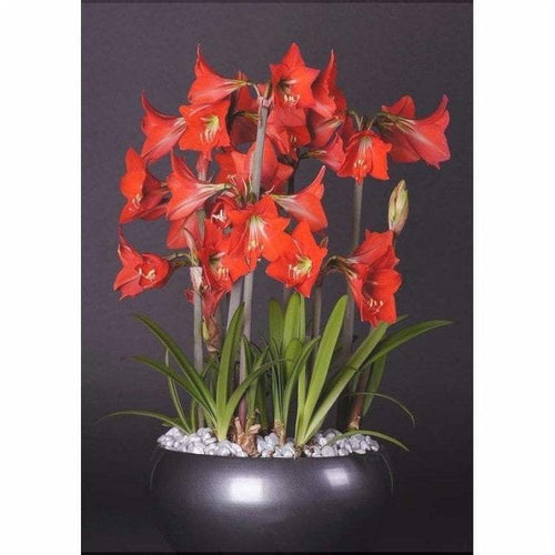Bulbi-de-Amaryllis-Happy-Garden-1-Bucata-4 - Pepiniera României