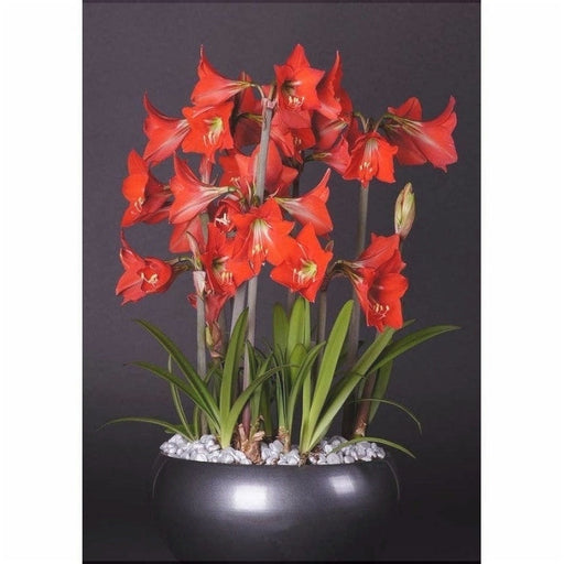 Bulbi de Amaryllis "Happy Garden", 1 Bucata