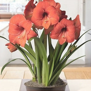 Bulbi de Amaryllis "Happy Garden", 1 Bucata