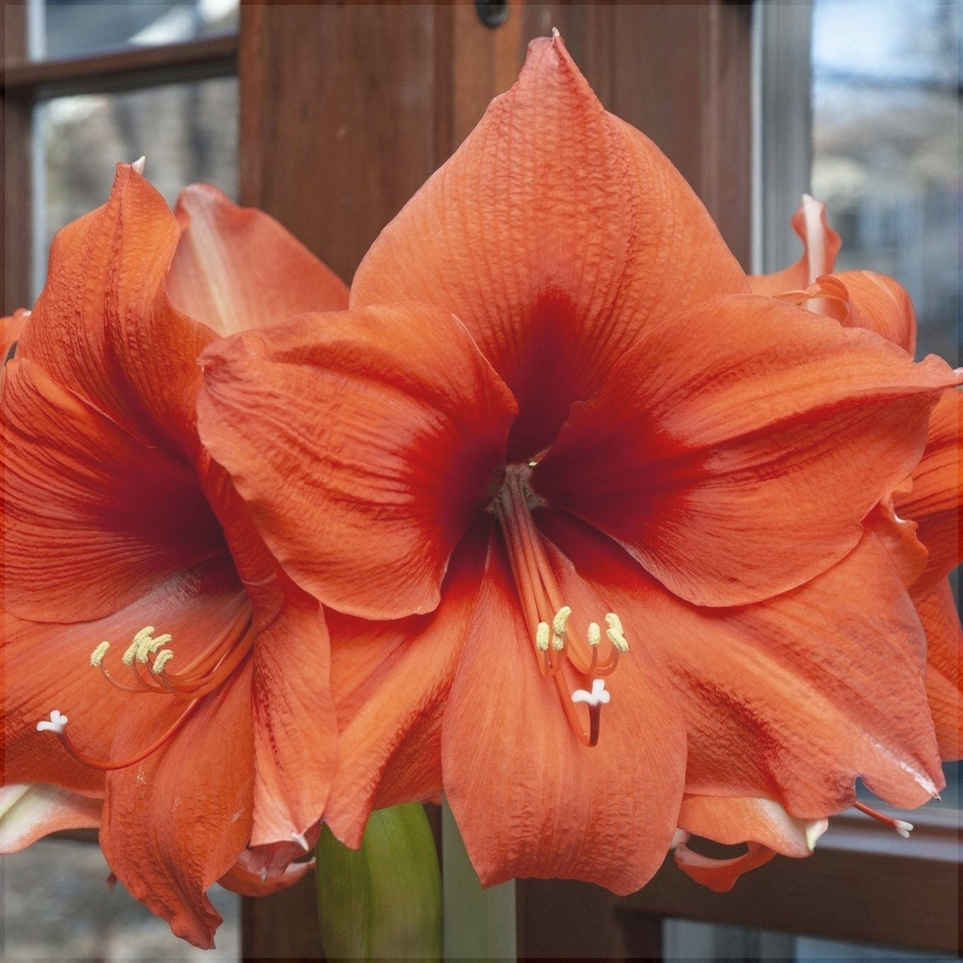 Bulbi de Amaryllis "Horizon", 1 Bucata