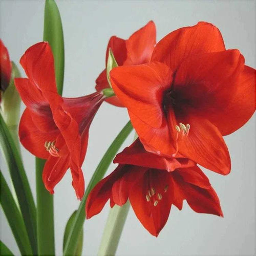 Bulbi de Amaryllis Horizon – imagine 2