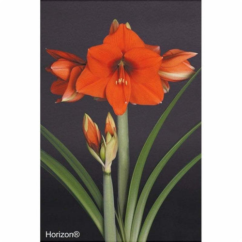 Bulbi de Amaryllis Horizon