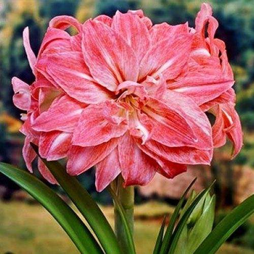 Bulbi-de-Amaryllis-Lady-Jane-1-Bucata-0 - Pepiniera României