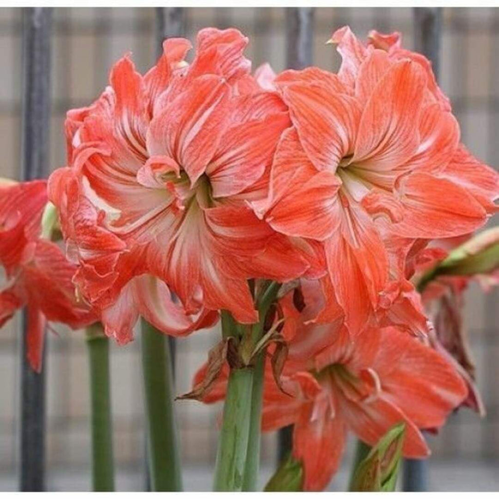 Bulbi-de-Amaryllis-Lady-Jane-1-Bucata-3 - Pepiniera României
