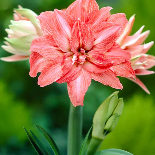 Bulbi de Amaryllis "Lady Jane", 1 Bucata