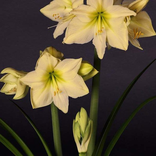 Bulbi de Amaryllis "Lemon Star", 1 Bucata