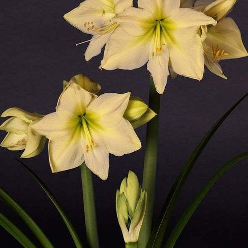 Bulbi de Amaryllis Lemon Star