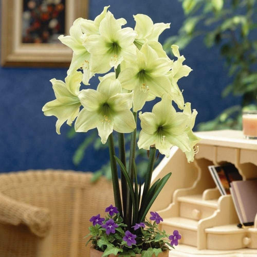 Bulbi de Amaryllis Lemon Star – imagine 2