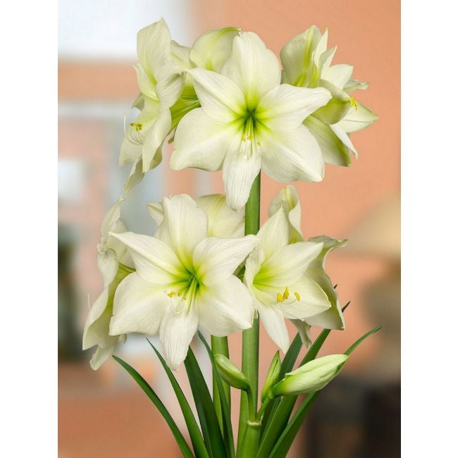 Bulbi de Amaryllis "Lemon Star", 1 Bucata