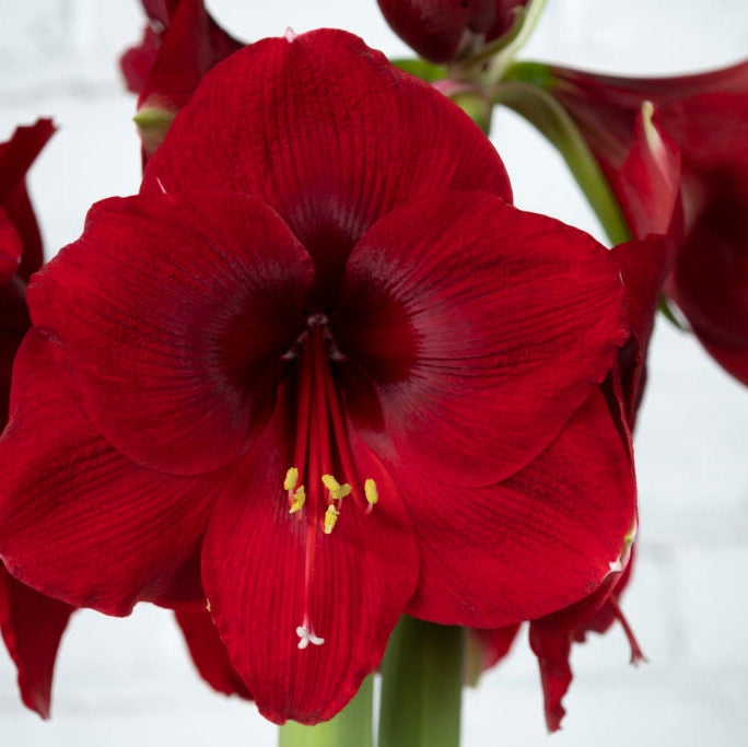 Bulbi de Amaryllis "Magnum", 1 Bucata